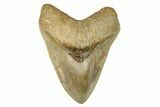 Serrated, Fossil Megalodon Tooth - Collector Quality #279180-1